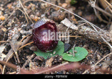 Corybas fimbriatus, eingesäumt Helm - Orchidee auf Baluk Willam Flora finden, Belgrave South, Victoria, Australien Stockfoto