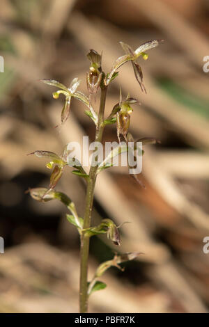 Acianthus pusillus, Kleine Mücke Orchidee auf Ironbark Straße finden, Diamond Creek, Victoria, Australien Stockfoto