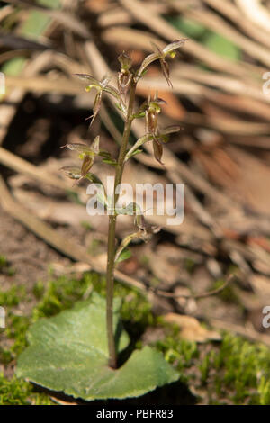 Acianthus pusillus, Kleine Mücke Orchidee auf Ironbark Straße finden, Diamond Creek, Victoria, Australien Stockfoto