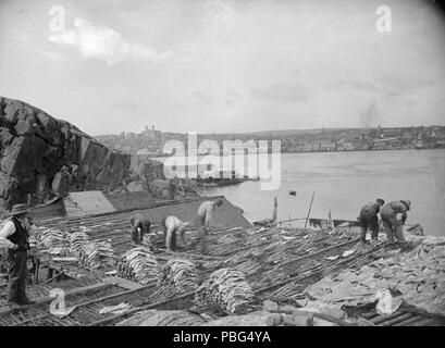 . Englisch: Foto, Trocknen Kabeljau, St. Johns, NF, etwa 1900, Anonym, Silbersalze auf Papier auf Karte - Gelatine Silber Prozess montiert - 14x19 cm Français: Helvetica, Séchage de La Morue, Saint John's, T.-N., Vers 1900, Anonyme, Gélatine argentique, 14 x 19 cm. ca. 1900 1564 St. Johns Neufundland 1900 Stockfoto