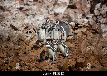 Magellan-pinguine, Paracas Ballestas Inseln, Südamerika Stockfoto