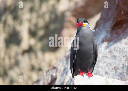 Inca Tern, Paracas Ballestas Inseln, Peru Stockfoto