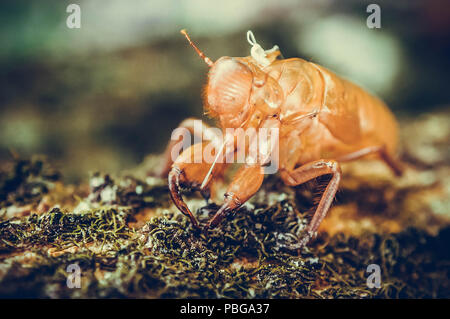 Schöne Natur Szene makro Zikade Mauser. Ein aussehen Texturen die Struktur light brown Shell am Baum. Zikade in die Wildnis der Natur Lebensraum usi Stockfoto