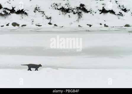 Schwarze Katze gezielt entlang eine Riverbank im Winter in Malmö, Scania, Schweden, nicht weit von der Öresundbrücke Stockfoto