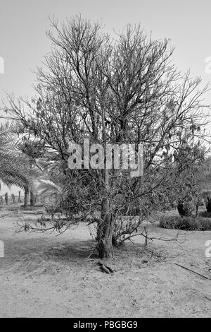 Geröstete Baum in einer VAE Datum Bauernhof Stockfoto