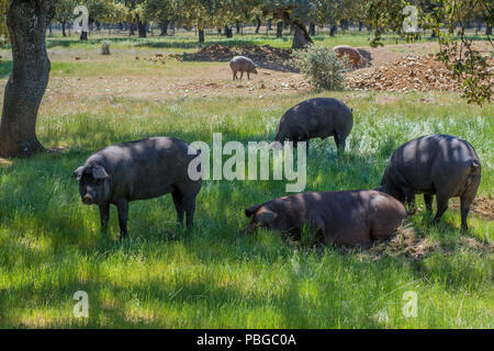 Iberische Schweine essen Eicheln in der eiche Feld in Salamanca, Spanien Stockfoto