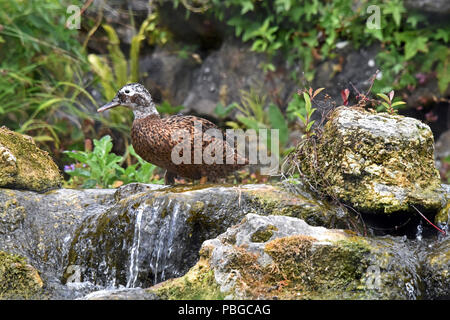 Ein laysan Duck (Anas laysanensis) am oberen Rand ein kleiner Wasserfall in Feuchtgebieten in Südengland Stockfoto