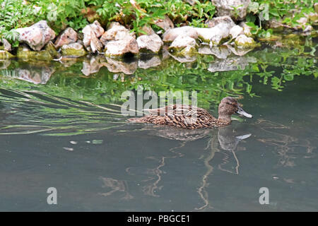 Ein einsamer Meller Enten (Anas melleri) Schwimmen auf einem kleinen See im Süden Englands. Dieser gefährdeten Arten ist endemisch im Osten von Madagaskar. Stockfoto