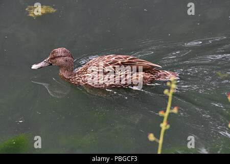 Ein einsamer Meller Enten (Anas melleri) Schwimmen auf einem kleinen See im Süden Englands. Dieser gefährdeten Arten ist endemisch im Osten von Madagaskar Stockfoto