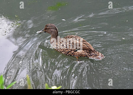 Ein einsamer Meller Enten (Anas melleri) Schwimmen auf einem kleinen See im Süden Englands. Dieser gefährdeten Arten ist endemisch im Osten von Madagaskar. Stockfoto