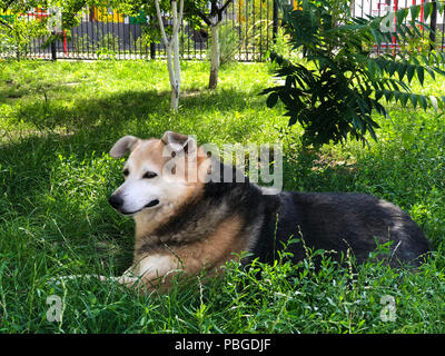 Einen heimatlosen Hund ruht im Garten auf das grüne Gras. Pflege für heimatlose Tiere Stockfoto