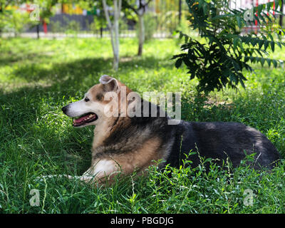 Einen heimatlosen Hund ruht im Garten auf das grüne Gras. Pflege für heimatlose Tiere Stockfoto