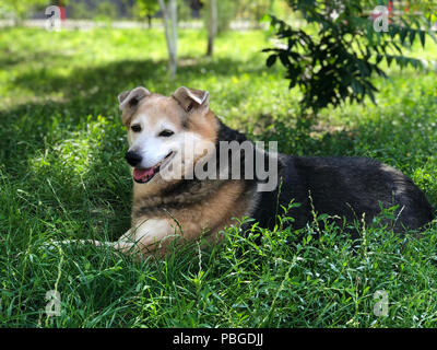 Einen heimatlosen Hund ruht im Garten auf das grüne Gras. Pflege für heimatlose Tiere Stockfoto