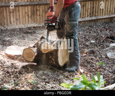 Waldarbeiter mit der Motorsäge durch einen Teil von einem Baumstumpf zu schneiden Stockfoto