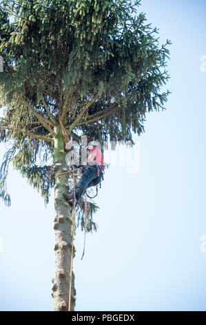 Eine Baumzüchter weraing einen Sicherheitsgurt schneidet Äste von einem hohen Baum. Stockfoto