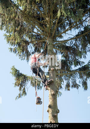 Ein Baum Chirurgen selbst sichert mit Seilen während zurück schneiden einen hohen Baum Stockfoto