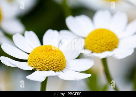 In der Nähe von Blüten von mutterkraut (Tanacetum parthenium), eine Heilpflanze, die traditionsgemäß für die Behandlung von Migräne verwendet Stockfoto