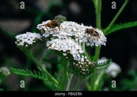 Insekten füttern auf Blüten von Schafgarbe (Achillea Millefolium), eine Heilpflanze traditionell für seine entzündungshemmenden Eigenschaften verwendet Stockfoto