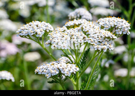 Blumen von Schafgarbe (Achillea Millefolium), eine Heilpflanze traditionell für seine entzündungshemmenden Eigenschaften verwendet Stockfoto