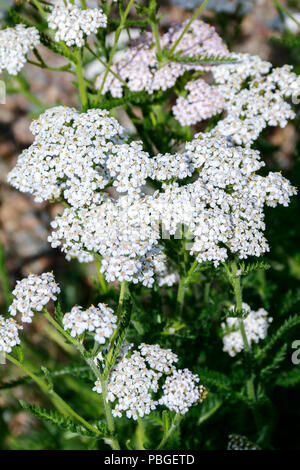 Blumen von Schafgarbe (Achillea Millefolium), eine Heilpflanze traditionell für seine entzündungshemmenden Eigenschaften verwendet Stockfoto