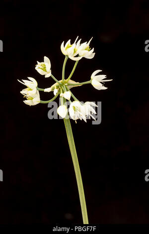 Lady's Lauch, oder Nicken Zwiebel, Allium cernuum, div. 'Weißer Zwerg', Blume. Juli. Stockfoto