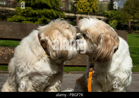 Zwei nette liebevolle Shih Tzu Hunde saß auf einer Parkbank, Valley Gardens, Harrogate.. Stockfoto