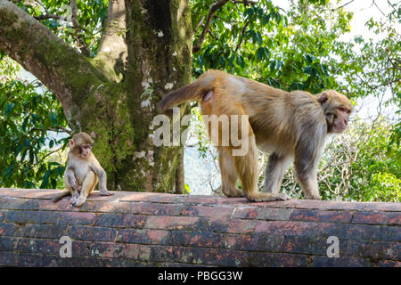 Erwachsener und Kind Rhesus Makaken (Macaca mulatta) Affen auf dem Gelände des Sankhu Bajrayogini Tempel, Sankhu, Nepal Stockfoto