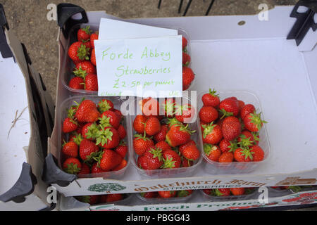 Ansicht von oben von Wortspiel Netze mit Erdbeeren in einem Hofladen, Morcombelake, Dorset, Großbritannien - Johannes Gollop Stockfoto