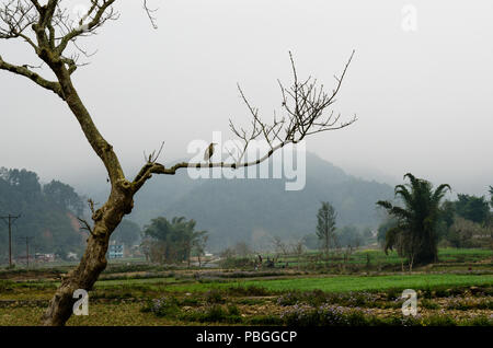 Indischer Teichreiher Vogel auf einem Baumzweig im ländlichen Nepal Stockfoto