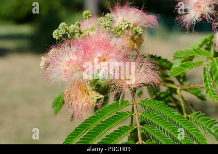 Rosa Blüte von Mimosa Tree Stockfoto