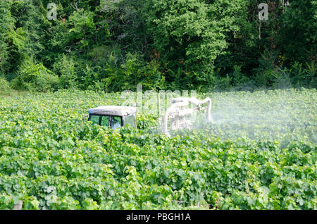 Landwirt spritzen Weinreben mit Traktor Stockfoto