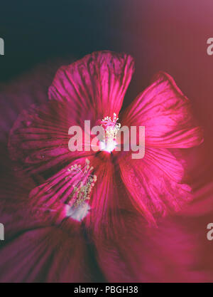 Schöne rosa Hibiskus Stockfoto