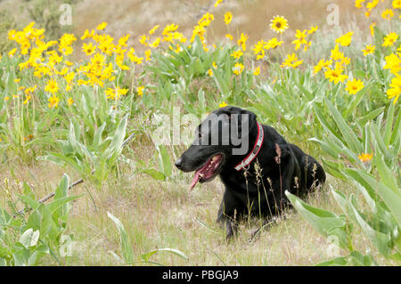 Schwarzer Labrador Retriever in einem Patch von Arrowleaf balsamroot in der Nähe von Boise Idaho liegen Stockfoto