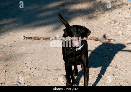 Schwarzer Labrador Retriever Abruf einer großen Stick Stockfoto