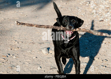 Schwarzer Labrador Retriever Abruf einer großen Stick Stockfoto