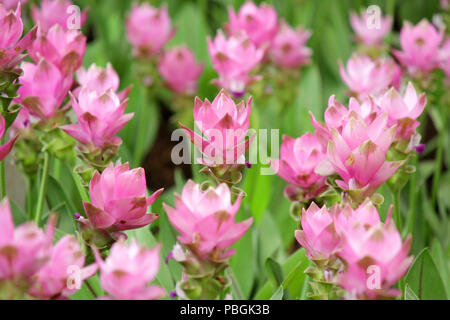 Stapel der schöne rosa Siam Tulpe Blume in Tulip garden Stockfoto