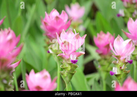 Stapel der schöne rosa Siam Tulpe Blume in Tulip garden Stockfoto