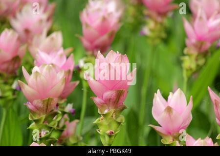 Stapel der schöne rosa Siam Tulpe Blume in Tulip garden Stockfoto