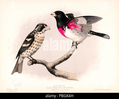 Männliche Rose Breasted Grosbeak, volle Länge, nach links, auf Ast sitzend, und (2.) eine Frau Rose Breasted Grosbeak, volle Länge, richtige Profil ca 1874 Stockfoto