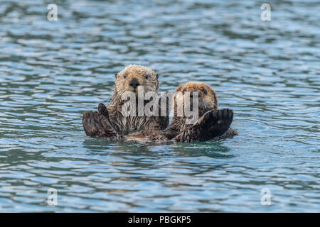 Alaska Sea Otter, die Kachemak Bay, Alaska Stockfoto