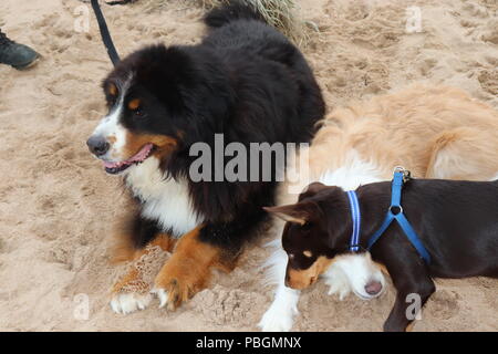 Hunde am Strand Stockfoto