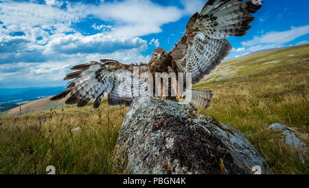 Bussard, Mäusebussard, Wissenschaftlicher Name: Buteo buteo, auf Flechten bedeckt Rock im englischen Lake District mit Panoramablick thront. Horizontale Stockfoto