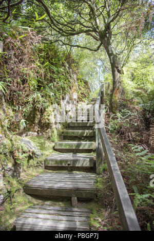 Aufsteigende Treppe durch die moosigen Wald am Orakei Korako geothermische Bereich in Rotorua, Neuseeland Stockfoto