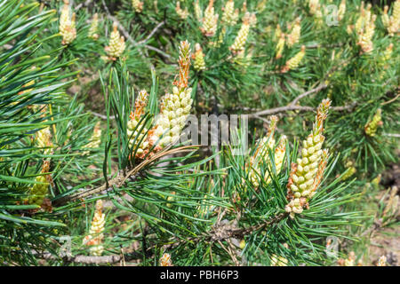 Männlicher Blütenstand der Kiefer in Wald pollen gelben Staub Stockfoto