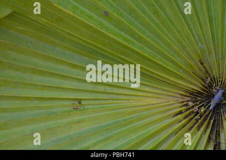 Zeilen in Palm Blätter Stockfoto