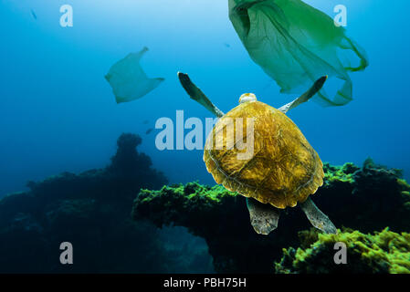 Unterwasser turtle Floating unter Plastiktüten. Konzept der Verschmutzung der Gewässer. Stockfoto