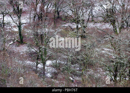 Schnee im Eichenwald, Mata da Albergaria, Parque Nacional Peneda - Geres Stockfoto