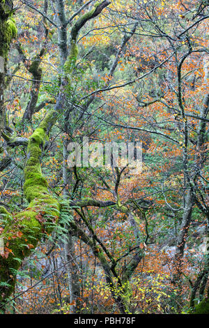 Herbst Farben der Bäume in der Mata da Albergaria National Forest. Peneda-Geres National Park. Stockfoto