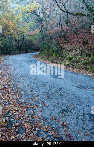 Herbst Straße durch die Bäume in der Mata da Albergaria National Forest. Peneda-Geres National Park. Stockfoto