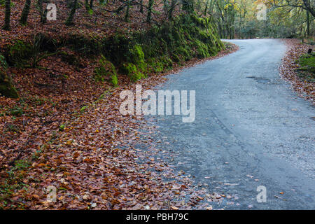 Herbst Straße durch die Bäume in der Mata da Albergaria National Forest. Peneda-Geres National Park. Stockfoto